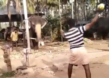 ഐപിഎൽ-നിർത്തിവച്ചാൽ-എന്താ?-ക്രിക്കറ്റ്-കളിക്കുന്ന-ആന-കേരളത്തിലുണ്ടന്നേ