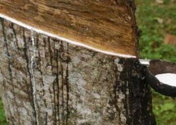 റബര്‍ഷീറ്റിന്-വില-ഉയരുന്നു;-പ്രതീക്ഷയോടെ-കര്‍ഷകര്‍