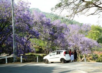 കാഴ്‌ചയുടെ-നീലവസന്തമൊരുക്കി-ജക്കരന്ത-പൂക്കൾ
