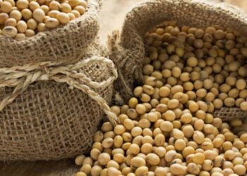 ആരോഗ്യത്തിന്-ഭക്ഷണത്തില്‍-സോയബീന്‍-ഉള്‍പ്പെടുത്താം-ഫുഡ്-സേഫ്റ്റി-അതോറിറ്റിയുടെ-നിര്‍ദേശം