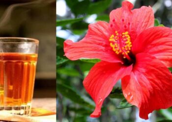 ചെമ്പരത്തി-പൂവ്-കൊണ്ടൊരു-സുലൈമാനി