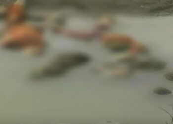 മൃതദേഹങ്ങൾ-തടയാൻ-ഗംഗയിൽ-വലകെട്ടി