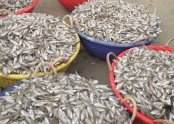 ഒറ്റ-മെസേജിൽ-മീൻ-വീട്ടിലെത്തും-;-ഓൺലൈൻ-ഡെലിവറി-സൗകര്യം-ഒരുക്കി- മത്സ്യഫെഡ്