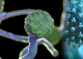 ഫംഗൽബാധ:-പ്രമേഹബാധിതരിൽ-മരണ-സാധ്യത;-ചികിത്സയ്ക്ക്‌- വിദഗ്ധസംഘം