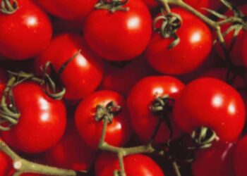 രുചിയിൽ-മാത്രമല്ല,-സൗന്ദര്യസംരക്ഷണത്തിലും-ആരോഗ്യകാര്യത്തിലും-കേമമാണ്-തക്കാളി