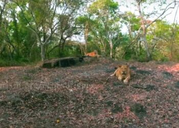 നെയ്യാർ-ലയൺ-സഫാരി- പാർക്കിലെ-സിംഹം-ചത്തു;-കോവിഡെന്ന്‌-സംശയം
