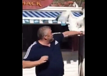 ഭക്ഷണത്തിൽ-തൊട്ടാൽ-ഞാൻ-ഇടിക്കും!-കടൽകാക്കയായാലും-മുട്ടൻ-ഇടി-കിട്ടും