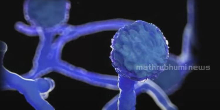 ബ്ലാക്ക്-ഫംഗസ്-ബാധിച്ച്-സംസ്ഥാനത്ത്-നാല്-മരണംകൂടി