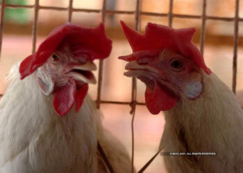 കോഴിത്തൂവൽ,-ടെക്‌സാസിലെ-ഗ്രാമത്തിന്-ഈ-പേര്-ലഭിച്ചതിന്-പിന്നിൽ