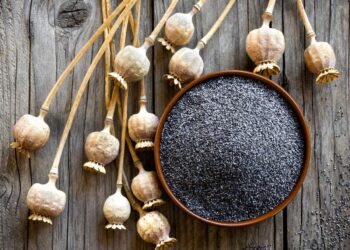 ഇത്രയും-ഗുണങ്ങളുള്ള-കസ്കസ്-എങ്ങനെ-ഭക്ഷണത്തിൽ-ഉൾപ്പെടുത്താതിരിക്കും?