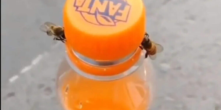 ഒത്തുപിടിച്ചാൽ-മലയും-പോരും!-ഫാന്റ-കുടിച്ച്-തെളിയിച്ച്-രണ്ട്-കടന്നലുകൾ