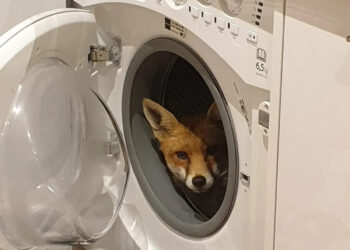 അതാ-വാഷിങ്ങ്-മെഷീനിൽ-ഒരു-കുറുക്കൻ!-നിങ്ങളെന്ത്-ചെയ്യും?