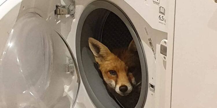 അതാ-വാഷിങ്ങ്-മെഷീനിൽ-ഒരു-കുറുക്കൻ!-നിങ്ങളെന്ത്-ചെയ്യും?