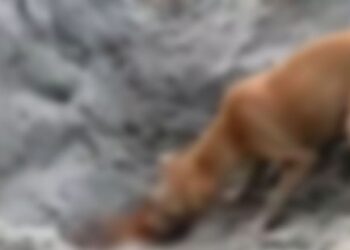 കോവിഡ്-ബാധിച്ച്-മരിച്ചവരുടെ-മൃതദേഹങ്ങള്‍-നായ്-കടിച്ചുവലിക്കുന്നു;-സംഭവം-ഉത്തരാഖണ്ഡില്‍