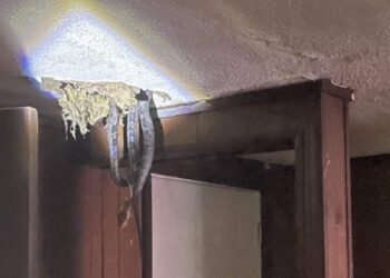 തട്ടിൻപുറത്തൊരു-മുട്ടൻ-എലികുഞ്ഞല്ല!-ആളെ-കണ്ടാൽ-ഞെട്ടും