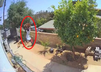 അടി-തെറ്റിയാൽ-കരടിയും-വീഴും!-ഇല്ലെങ്കിൽ-ഹെയ്‌ലി-തള്ളിയിടും