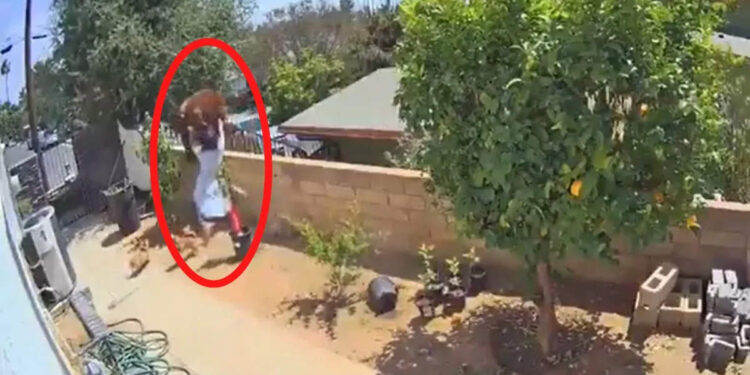 അടി-തെറ്റിയാൽ-കരടിയും-വീഴും!-ഇല്ലെങ്കിൽ-ഹെയ്‌ലി-തള്ളിയിടും