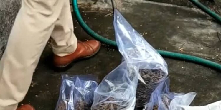 ചാരായം-വാറ്റ്-കേസ്-പ്രതിയുടെ-വീട്ടില്‍-നിന്ന്-കഞ്ചാവും-എയര്‍-ഗണ്ണും-പിടിച്ചെടുത്തു