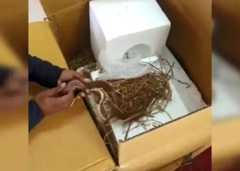 ഓമനിച്ച്-വളർത്താൻ-വിഷമില്ലാത്ത-പാമ്പിനെ-ഓൺലൈനിൽ-വാങ്ങി!-പക്ഷെ…