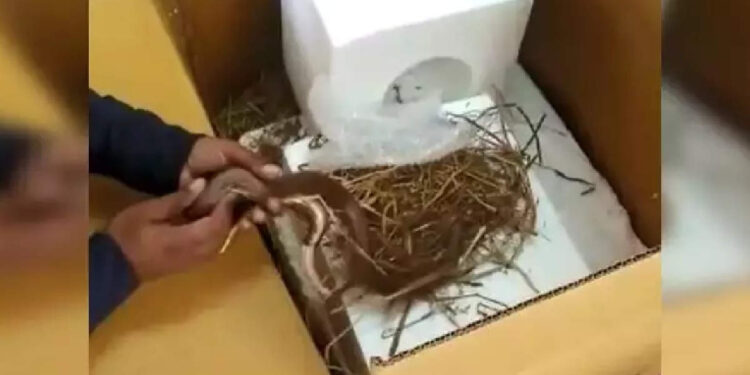 ഓമനിച്ച്-വളർത്താൻ-വിഷമില്ലാത്ത-പാമ്പിനെ-ഓൺലൈനിൽ-വാങ്ങി!-പക്ഷെ…