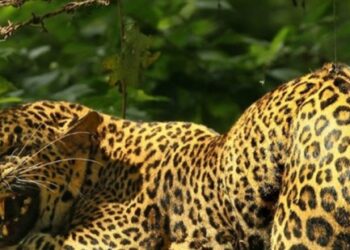 നാല്-വയസുകാരിയെ-പുള്ളിപ്പുലി-കടിച്ചുകൊന്നു