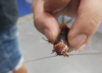 പരിക്ക്-പറ്റിയ-പാറ്റയെ-ആശുപതിയിൽ-എത്തിച്ച്-യുവാവ്,-ഡോക്ടർ-ചെയ്തത്…