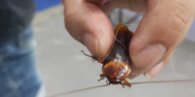 പരിക്ക്-പറ്റിയ-പാറ്റയെ-ആശുപതിയിൽ-എത്തിച്ച്-യുവാവ്,-ഡോക്ടർ-ചെയ്തത്…