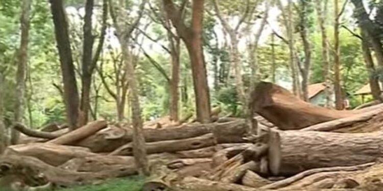 മരംമുറി:-ഉത്തരവിനുപിന്നില്‍-ഉന്നതതല-ഗൂഢാലോചനയെന്നു-സംശയം