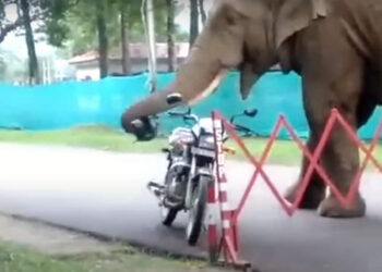 ഗതികെട്ടാൽ-പുലി-പുല്ലും-തിന്നും!-ആന-ചിലപ്പോൾ-ഒരു-ഹെൽമെറ്റും