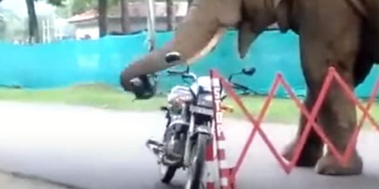 ഗതികെട്ടാൽ-പുലി-പുല്ലും-തിന്നും!-ആന-ചിലപ്പോൾ-ഒരു-ഹെൽമെറ്റും