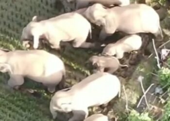 ലോകം-ഉറ്റുനോക്കുന്നു-;-ആനകളുടെ- ‘ലോങ്‌മാർച്ച്‌-’