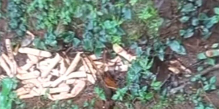 കോന്നിയിലും-സ്‌ഫോടക-വസ്തു-ശേഖരം;-കണ്ടെത്തിയത്-90-ജലാറ്റിന്‍-സ്റ്റിക്കുകള്‍