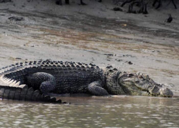 കേട്ടിട്ടുണ്ടോ-ആഫ്രിക്കയിലെ-ഒസാമ-ബിൻ-ലാദനെപ്പറ്റി?-80-പേരെ-അകത്താക്കിയ-കൊടുംഭീകരൻ