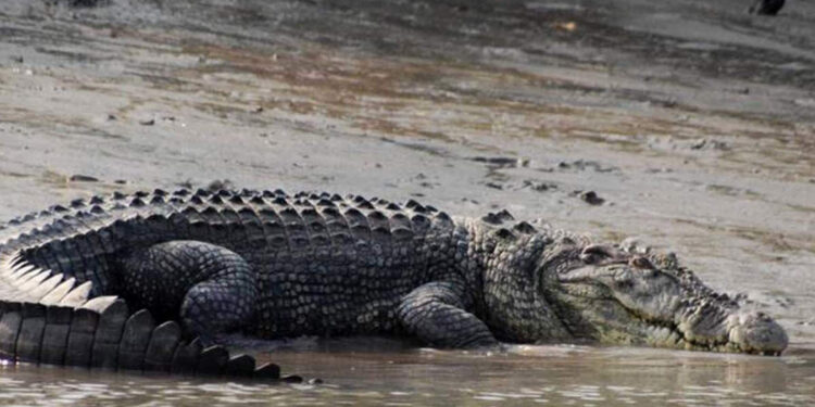 കേട്ടിട്ടുണ്ടോ-ആഫ്രിക്കയിലെ-ഒസാമ-ബിൻ-ലാദനെപ്പറ്റി?-80-പേരെ-അകത്താക്കിയ-കൊടുംഭീകരൻ