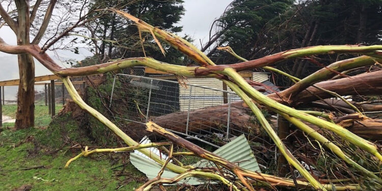കനത്ത-കാറ്റിൽ-വിക്ടോറിയയിൽ-വ്യാപക-നാശനഷ്ടം