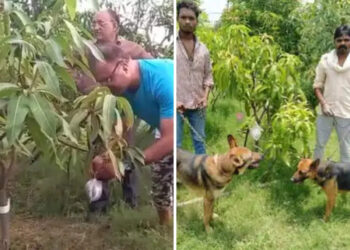 കിലോയ്ക്ക്-2.70-ലക്ഷം-രൂപ!-അപൂർവ-മാങ്ങയെ-സംരക്ഷിക്കാൻ-കാവൽക്കാരും-നായ്ക്കളും