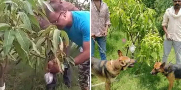 കിലോയ്ക്ക്-2.70-ലക്ഷം-രൂപ!-അപൂർവ-മാങ്ങയെ-സംരക്ഷിക്കാൻ-കാവൽക്കാരും-നായ്ക്കളും