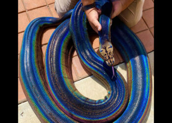 ഗ്ലാമറാണ്-സാറേ-ഇവന്റെ-മെയിൻ!-പേര്-മൈലവ്