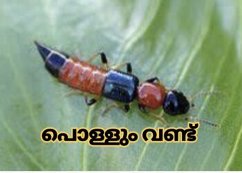 ഈ വണ്ട് അപകടകാരി