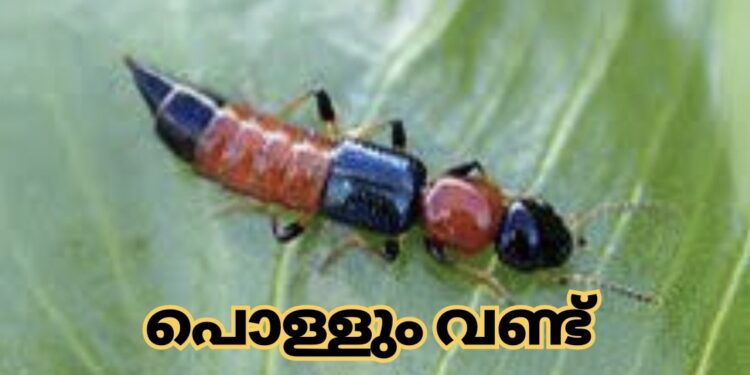 ഈ വണ്ട് അപകടകാരി