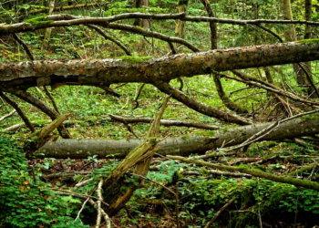 കനത്ത മഴയിലും , കാറ്റിലും വിക്ടോറിയ സ്റ്റേറ്റിന്റെ പല ഭാഗങ്ങളിലും കനത്ത നാശ നഷ്ട്ടം.
