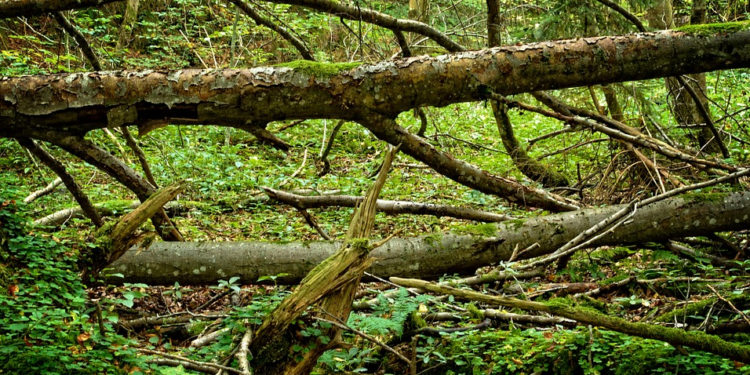 കനത്ത മഴയിലും , കാറ്റിലും വിക്ടോറിയ സ്റ്റേറ്റിന്റെ പല ഭാഗങ്ങളിലും കനത്ത നാശ നഷ്ട്ടം.