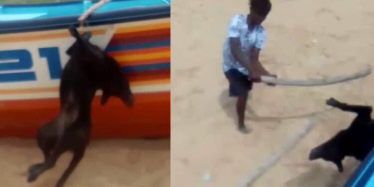 മിണ്ടാപ്രാണിയോട്-വീണ്ടും-ക്രൂരത;-നായയെ-ചൂണ്ടക്കൊളുത്തില്‍-കെട്ടിത്തൂക്കി-അടിച്ച്-കൊന്നു