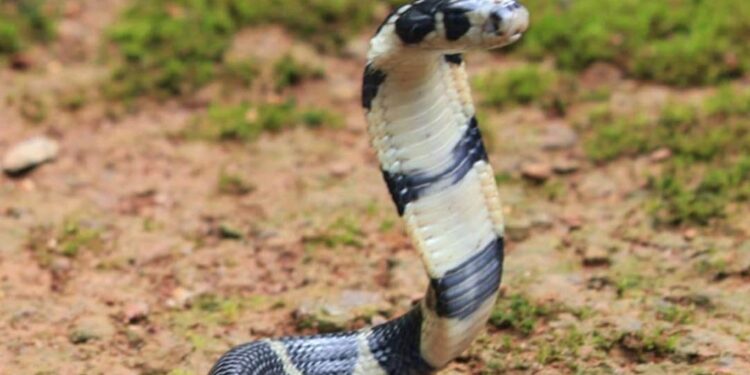 തിരുവനന്തപുരം-മൃഗശാല-ജീവനക്കാരന്‍-രാജവെമ്പാലയുടെ-കടിയേറ്റ്-മരിച്ചു;-സംഭവം-കൂട്-വൃത്തിയാക്കുന്നതിനിടെ