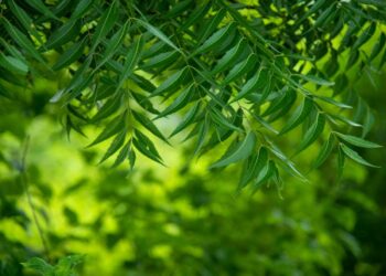 ആര്യവേപ്പിന്റെ-നീര്-ഉറപ്പാക്കും-നല്ല-ആരോഗ്യം