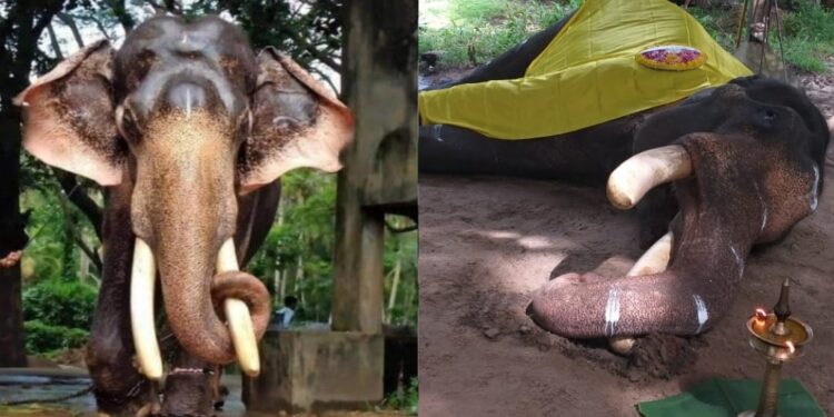 കൊമ്പന്‍-വലിയ-മാധവന്‍കുട്ടി-ചരിഞ്ഞു