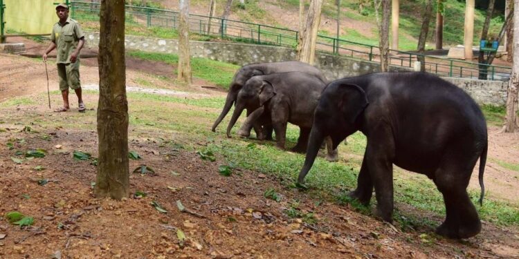 വൈറസ്-ബാധ;-കോട്ടൂര്-ആന-സങ്കേതത്തില്-വീണ്ടും-ആനക്കുട്ടി-ചരിഞ്ഞു