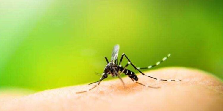 സിക്ക-വൈറസ്-കേരളത്തിലും,-ഗർഭിണികളിൽ-ഗുരുതരമാകും