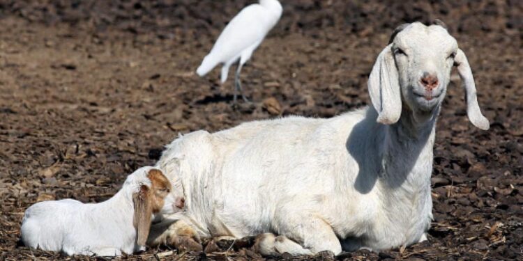 ‘ജോണീസ്-ഡിസീസ്-‘-ബാധിച്ച-ആടുകളെ-കൊല്ലാന്‍-നിര്‍ദേശം