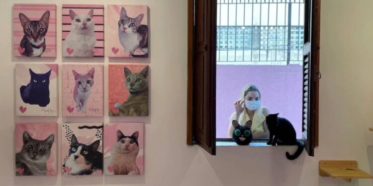 കോഫിക്കൊപ്പം-ഓമനിക്കാന്‍-പൂച്ചയും,-വ്യത്യസ്തമാണ്-ഈ-കഫേ